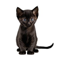 black bombay cat kitten sitting isolated transparent photo png