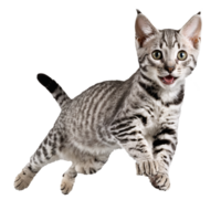 egyptian mau cat kitten running and jumping isolated transparent photo png