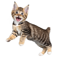 american bobtail cat kitten running and jumping isolated transparent photo png