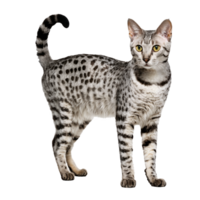 egyptian mau cat standing isolated transparent photo png