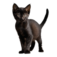 schwarz Bombay Katze Kätzchen Stehen isoliert transparent Foto png