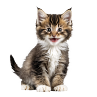 norwegian forest cat kitten sitting isolated transparent photo png