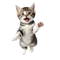 american shorthair cat kitten running and jumping isolated transparent photo png