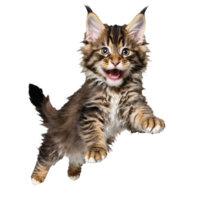 maine coon cat kitten running and jumping isolated transparent photo png