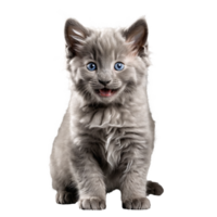 gray nebelung cat kitten sitting isolated transparent photo png