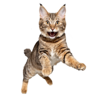 american bobtail cat running and jumping isolated transparent photo png