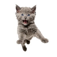 gray nebelung cat kitten running and jumping isolated transparent photo png