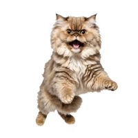 persian cat running and jumping isolated transparent photo png