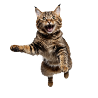 highlander cat running and jumping isolated transparent photo png