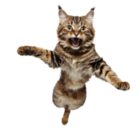 highlander cat running and jumping isolated transparent photo png