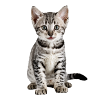 egyptian mau cat kitten sitting isolated transparent photo png