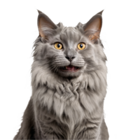 gray nebelung cat portrait isolated transparent photo png