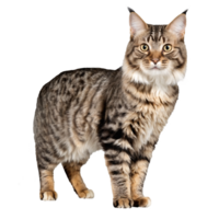 american bobtail cat standing isolated transparent photo png