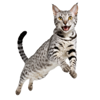 egyptian mau cat running and jumping isolated transparent photo png