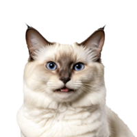 Birman gato retrato isolado transparente foto png