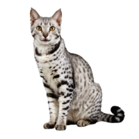 ägyptisch mau Katze Sitzung isoliert transparent Foto png