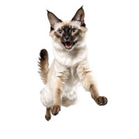 ballinese cat running and jumping isolated transparent photo png
