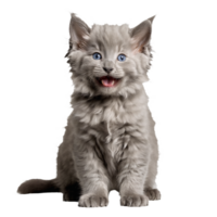 gray nebelung cat kitten sitting isolated transparent photo png
