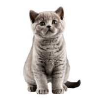 brittiskt kort hår katt kattunge Sammanträde isolerat transparent Foto png