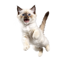 birman cat kitten running and jumping isolated transparent photo png