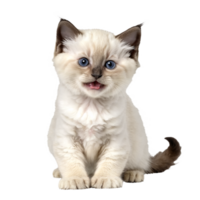 Birman gato gatito sentado aislado transparente foto png