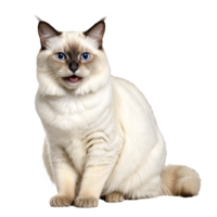 birman cat sitting isolated transparent photo png