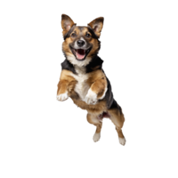 brauner hund hond jumping en rennen geïsoleerd transparant png