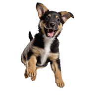 brauner hund dog puppy jumping and running isolated transparent png