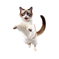 snowshoe cat running and jumping isolated transparent photo png