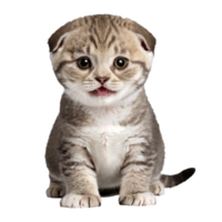 scottish fold cat kitten sitting isolated transparent photo png