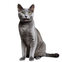 russian blue cat sitting isolated transparent photo png