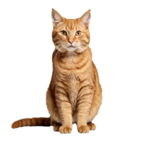 orange ginger cat sitting isolated transparent photo png