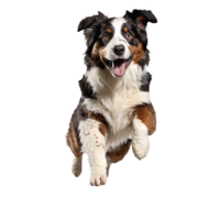 australian shepherd dog running and jumping isolated transparent png