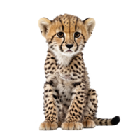 baby cheetah sitting isolated transparent photo png