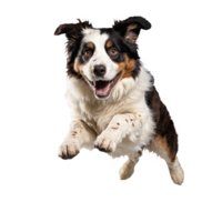 australian shepherd dog running and jumping isolated transparent png