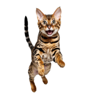 bengal wild cat jumping and running isolated transparent photo png