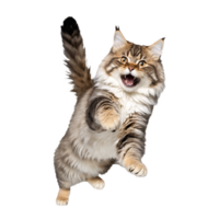 siberian cat jumping and running isolated transparent photo png