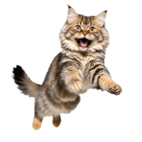 siberian cat jumping and running isolated transparent photo png