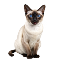 Siamese Katze Sitzung isoliert transparent Foto png