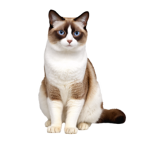 snowshoe cat sitting isolated transparent photo png