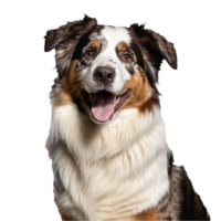 australian shepherd dog portrait isolated transparent png