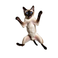 siamese cat running and jumping isolated transparent photo png