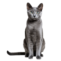 Russisch Blau Katze Sitzung isoliert transparent Foto png