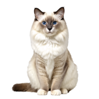 blanc ragdoll chat séance isolé transparent photo png