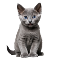 russian blue cat kitten sitting isolated transparent photo png