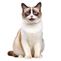 Schneeschuh Katze Sitzung isoliert transparent Foto png