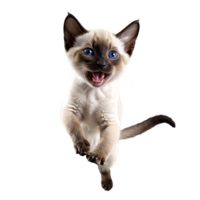 siamese cat kitten running and jumping isolated transparent photo png