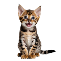 Bengalen wild Katze Kätzchen Sitzung isoliert transparent Foto png