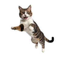 moggie cat running and jumping isolated transparent photo png