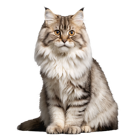 sibirisch Katze Sitzung isoliert transparent Foto png